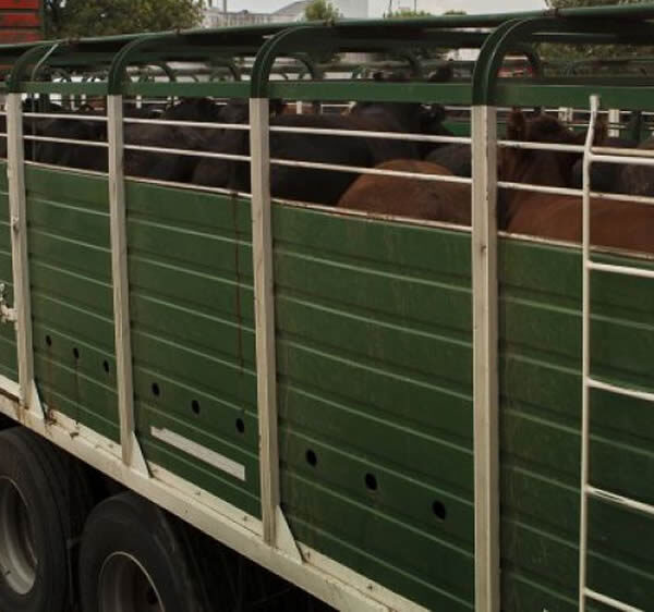 Exportar Ganado desde La Pampa: Pasos Clave para Cumplir con las Normativas Sanitarias y Regulatorias