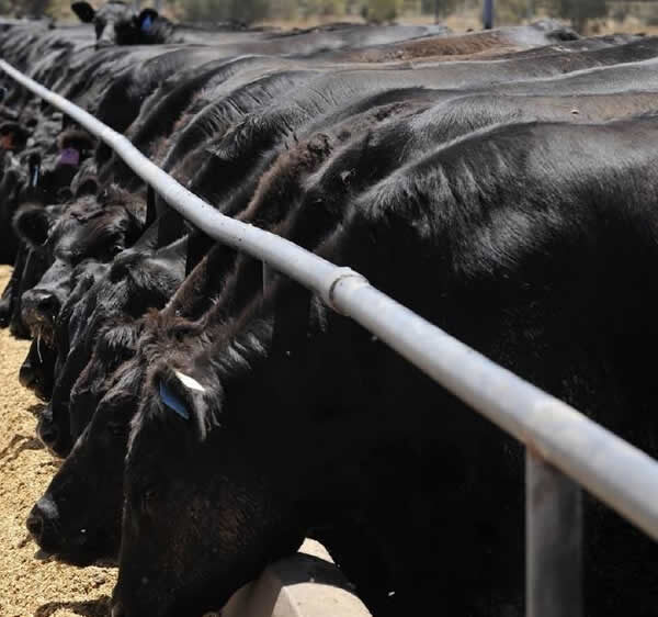 Alta oferta y consumo deprimido: crecen las pérdidas en los feedlots