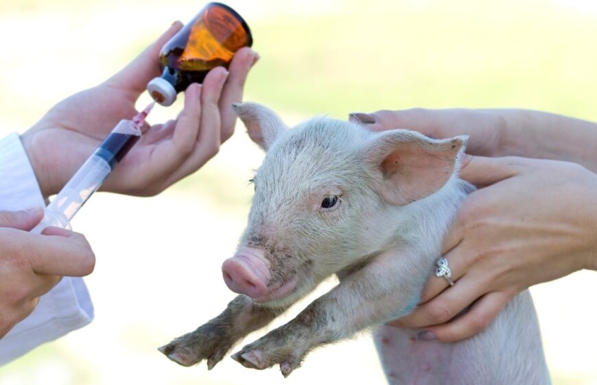 Sanidad animal: aprueban nuevas vacunas contra enfermedades en porcinos y aves