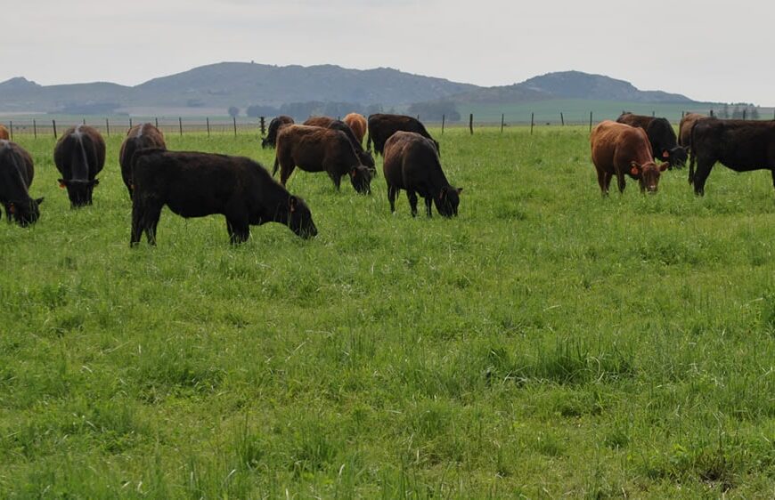 Siembra de pasturas en primavera