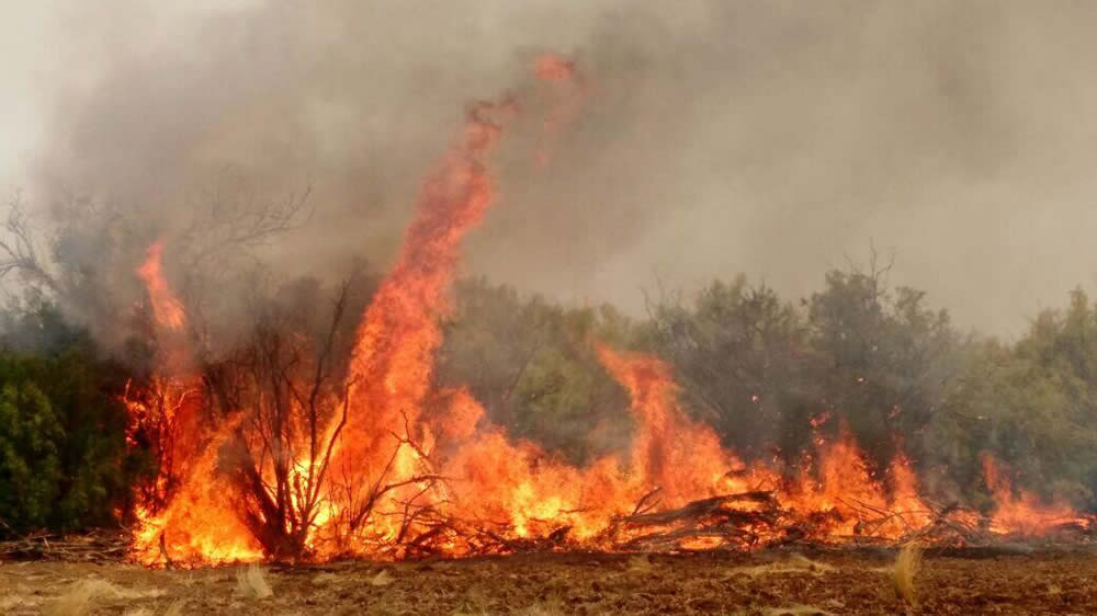 La Pampa: se incendiaron 153 mil hectáreas y hay 2 M en riesgo