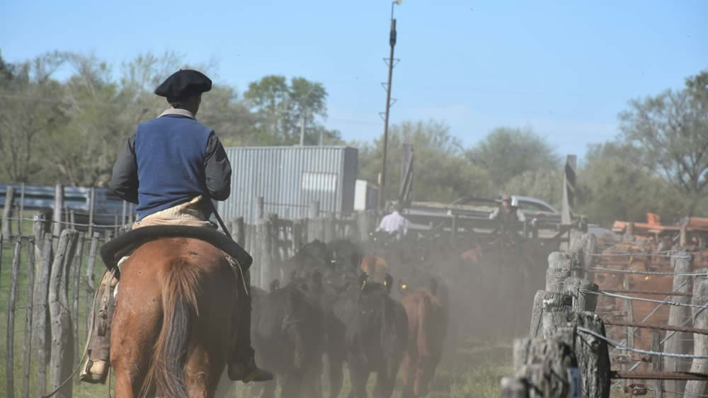 Ganadería bovina Argentina: “necesitamos mejorar la producción del norte y oeste argentino”