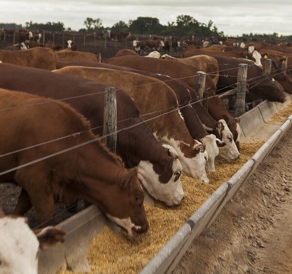 En un mes se duplicó el margen bruto negativo de los feedlots