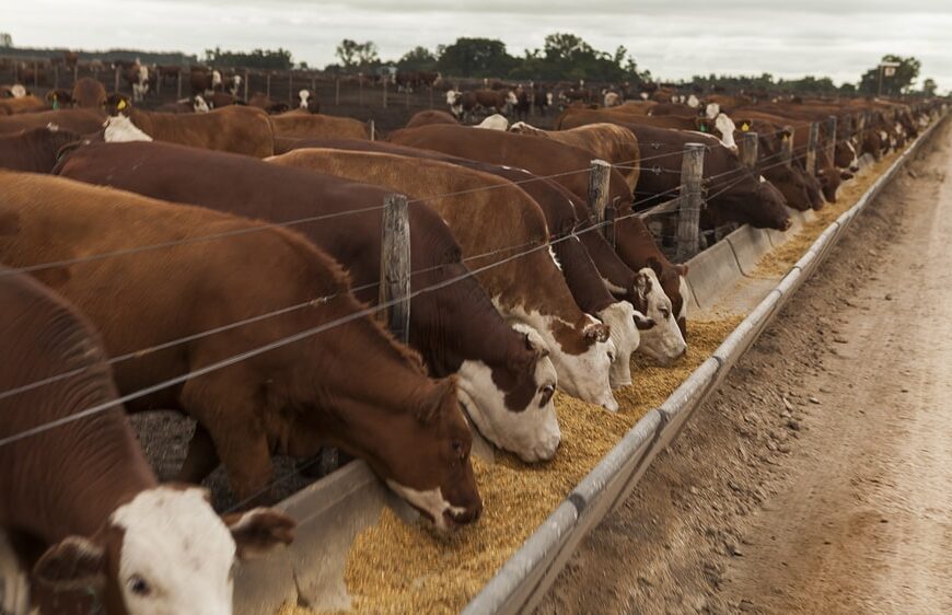 En un mes se duplicó el margen bruto negativo de los feedlots