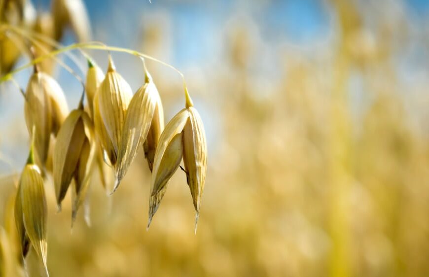 ¿Cuáles son las novedades en la avena para obtener una mayor productividad?