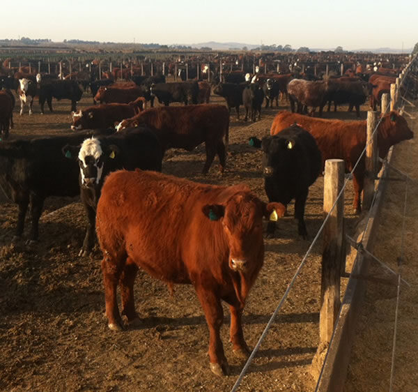 Se profundizan las pérdidas en los engordes de feedlots