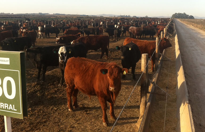 Se profundizan las pérdidas en los engordes de feedlots