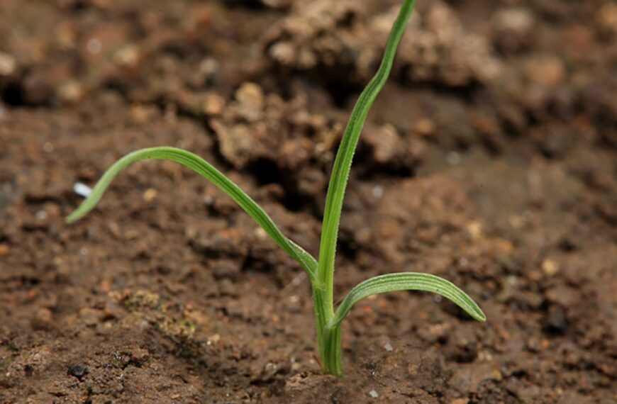 “Sobreviviendo”: un reporte oficial alerta sobre un desecamiento generalizado en varias zonas agrícolas