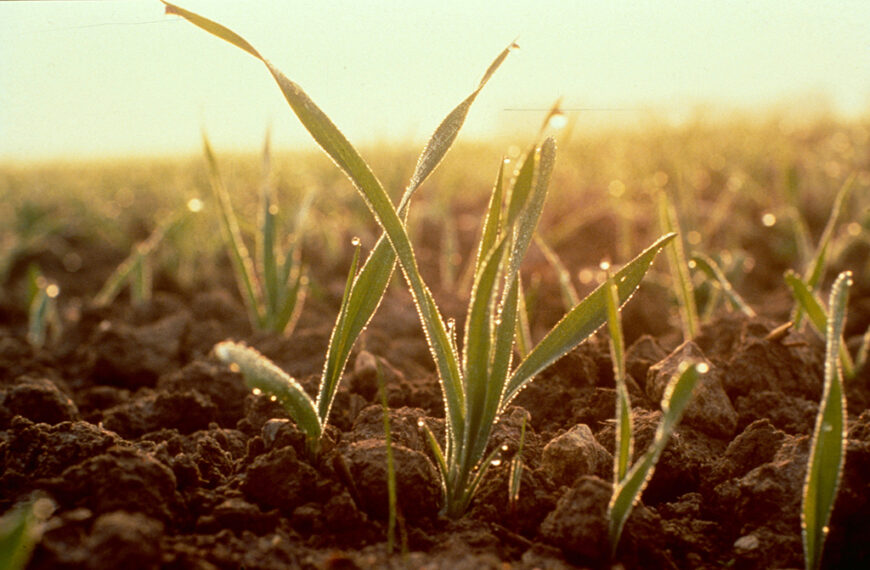 La falta de humedad ralentiza la siembra de los ciclos cortos de trigo