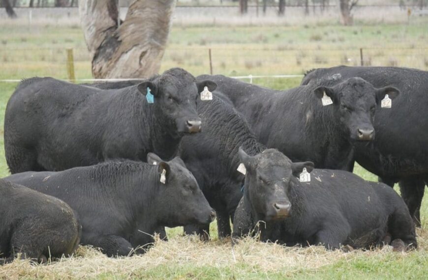 La venta de toros se recupera y marca el ritmo para 2025