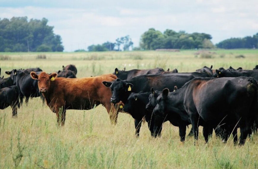 Senasa amplía a 4 años el plazo para campos exportadores de ganado a la UE