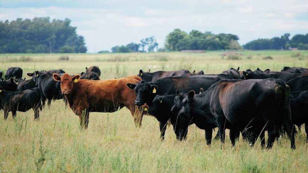 Senasa amplía a 4 años el plazo para campos exportadores de ganado a la UE