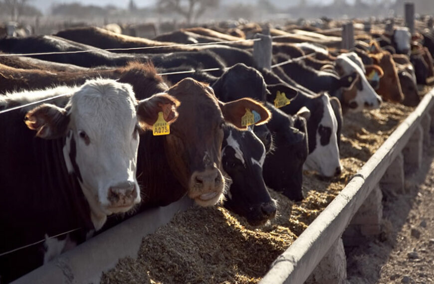 Maíz en alza: la reducción de derechos de exportación impulsa su precio y genera desafíos para los feedloteros