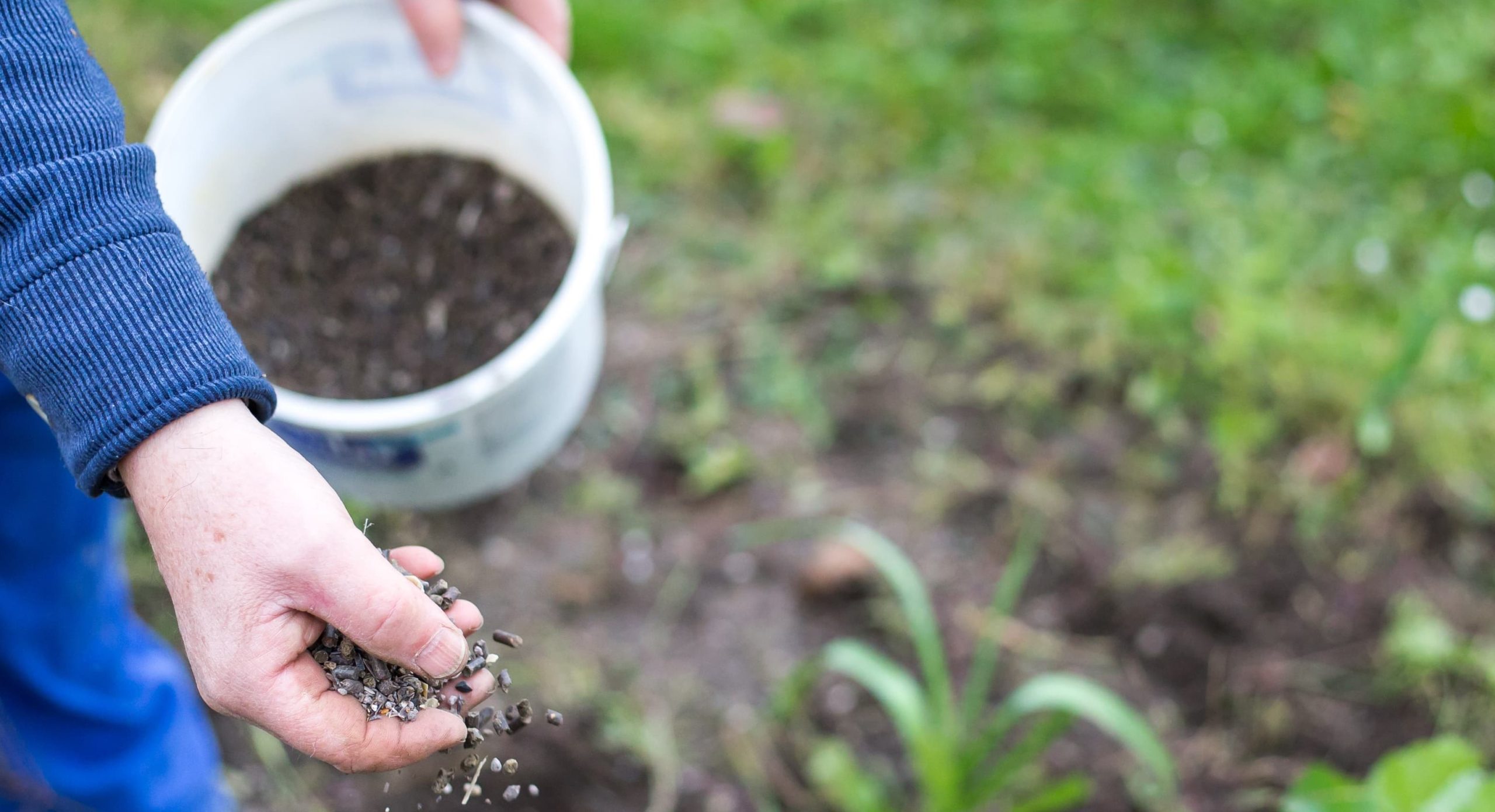 Fertilización: el tiempo del Fósforo