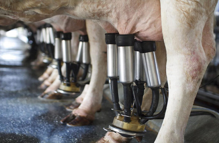 Precio de la leche: ¿Dónde se ubica Argentina frente a otros países productores?