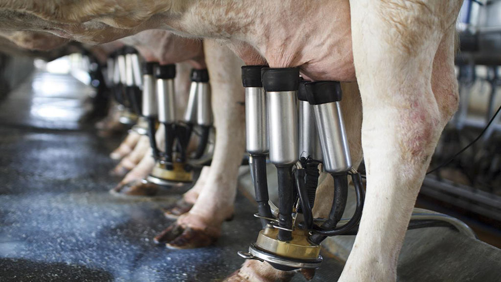 Precio de la leche: ¿Dónde se ubica Argentina frente a otros países productores?