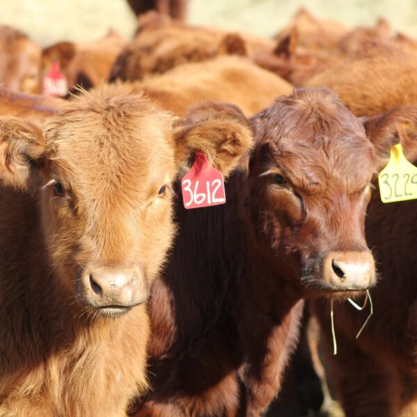 La demanda china, la quita de retenciones y la menor oferta impulsaron el precio de las vacas: Los animales en pie subieron 35% en solo un mes, aunque su carne lo hizo mucho menos