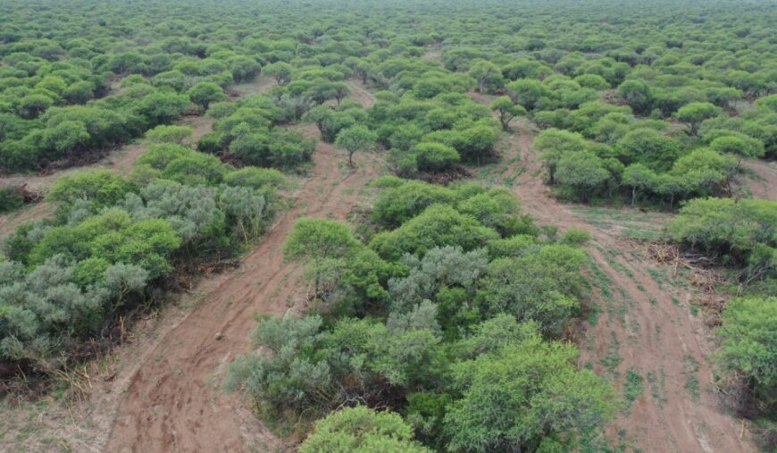 Convocatoria 2022 para Planes de Manejo del Bosque Nativo