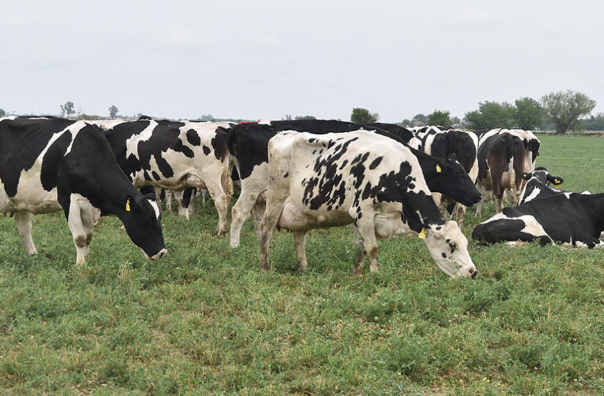 Innovación en financiamiento: DeLaval permitirá usar vacas como garantía para créditos y seguros