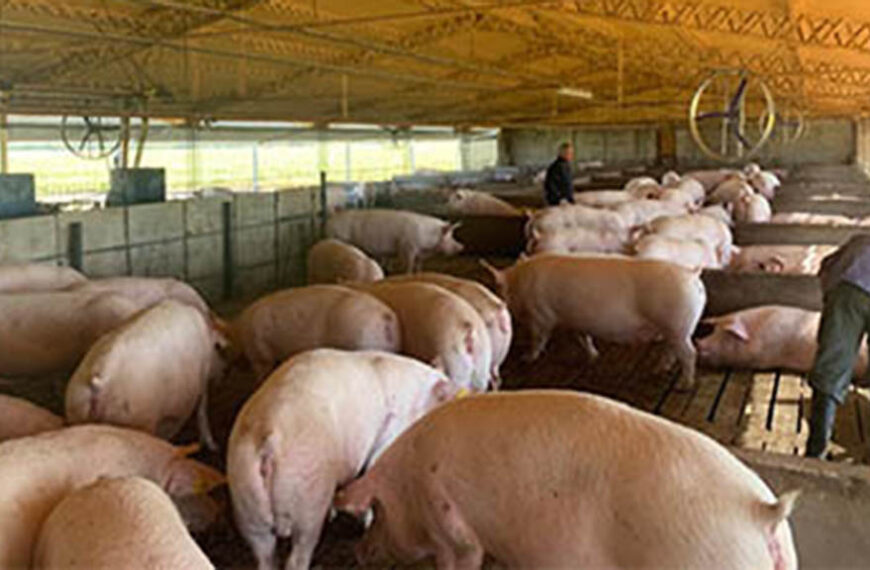 Altos costos de producción ponen en jaque a pequeños y medianos productores porcinos