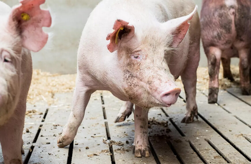 La robustez genética en cerdos: clave para mayor resistencia y productividad