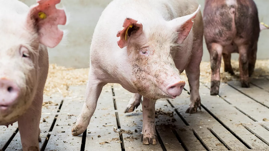 La robustez genética en cerdos: clave para mayor resistencia y productividad