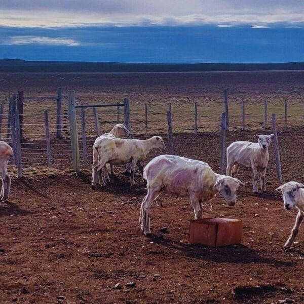 Tras la eliminación de un fondo productores ovinos reclaman créditos especiales para la actividad