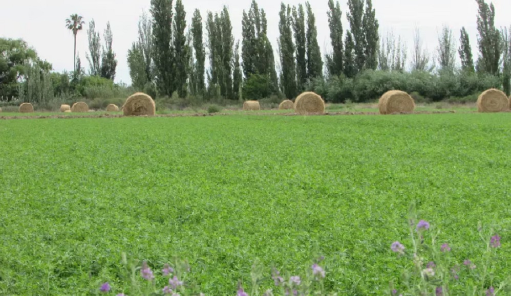 Implantar una hectárea de alfalfa en San Rafael supera los $770 mil: costos detallados