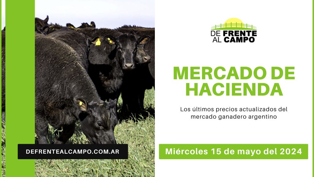 Informe del Mercado Ganadero de Cañuelas: Precios, índices y categorías al miércoles 15 de mayo de 2024