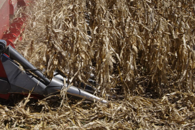 Las cosechadoras inician la guerra contra la chicharrita del maíz