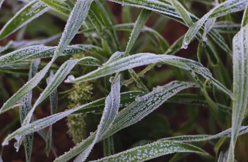 Heladas: qué dice el pronóstico para el próximo trimestre