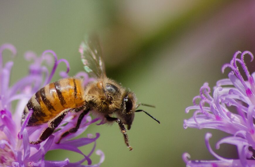 Control y cuidado de la biodiversidad