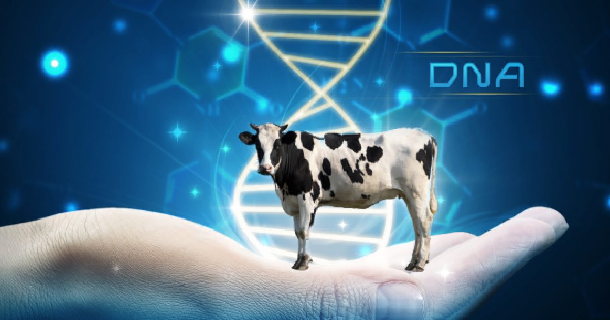 Cómo se deben evaluar los bovinos para mejoramiento genético