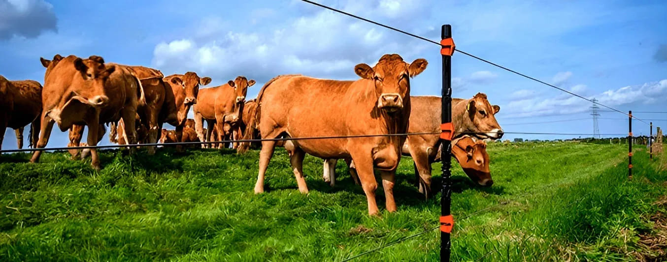 El rol fundamental de las cercas eléctricas en la ganadería regenerativa
