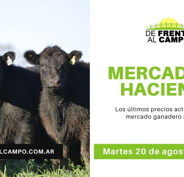 Informe del Mercado de Cañuelas al 20 de Agosto: Firmeza en Novillos y Vaquillonas, con un Precio Novillo en alza