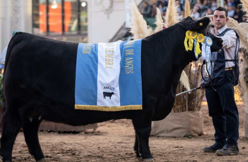 A pura emoción, eligieron al Gran Campeón Hembra de la raza Angus