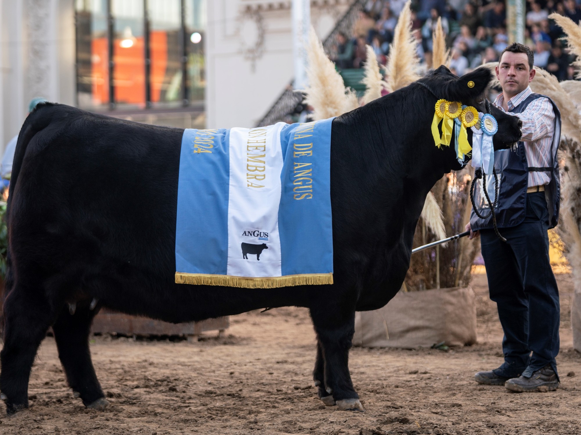 A pura emoción, eligieron al Gran Campeón Hembra de la raza Angus