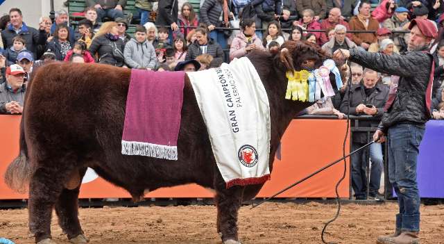 Shorthorn, la “raza madre” de la ganadería argentina que ahora busca un “plus” para seguir creciendo