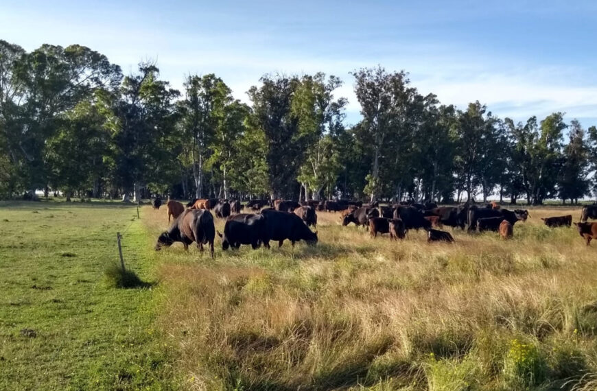 La ganadería regenerativa que se enfoca en el suelo, en el pasto natural y después en la producción de carne.