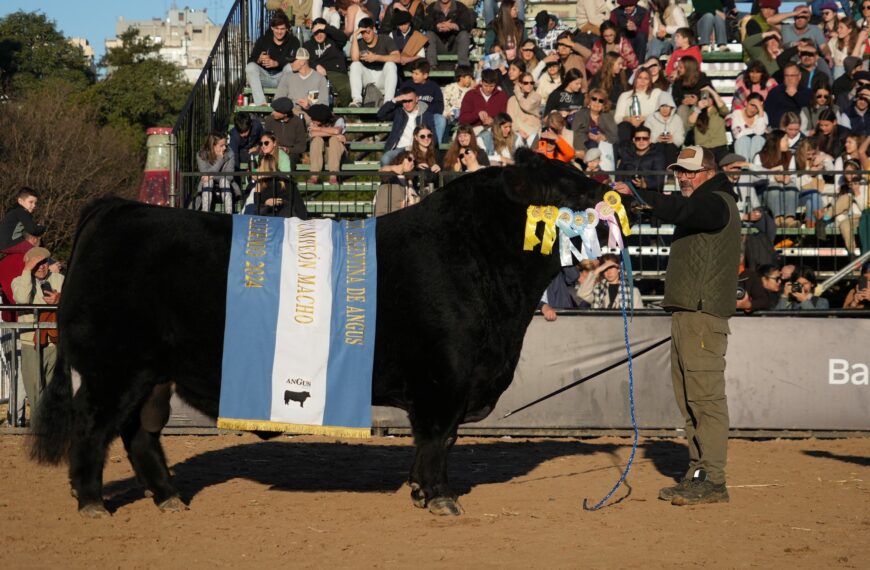 Palermo 2024: Tres Marías se llevó el Gran Campeón macho Angus