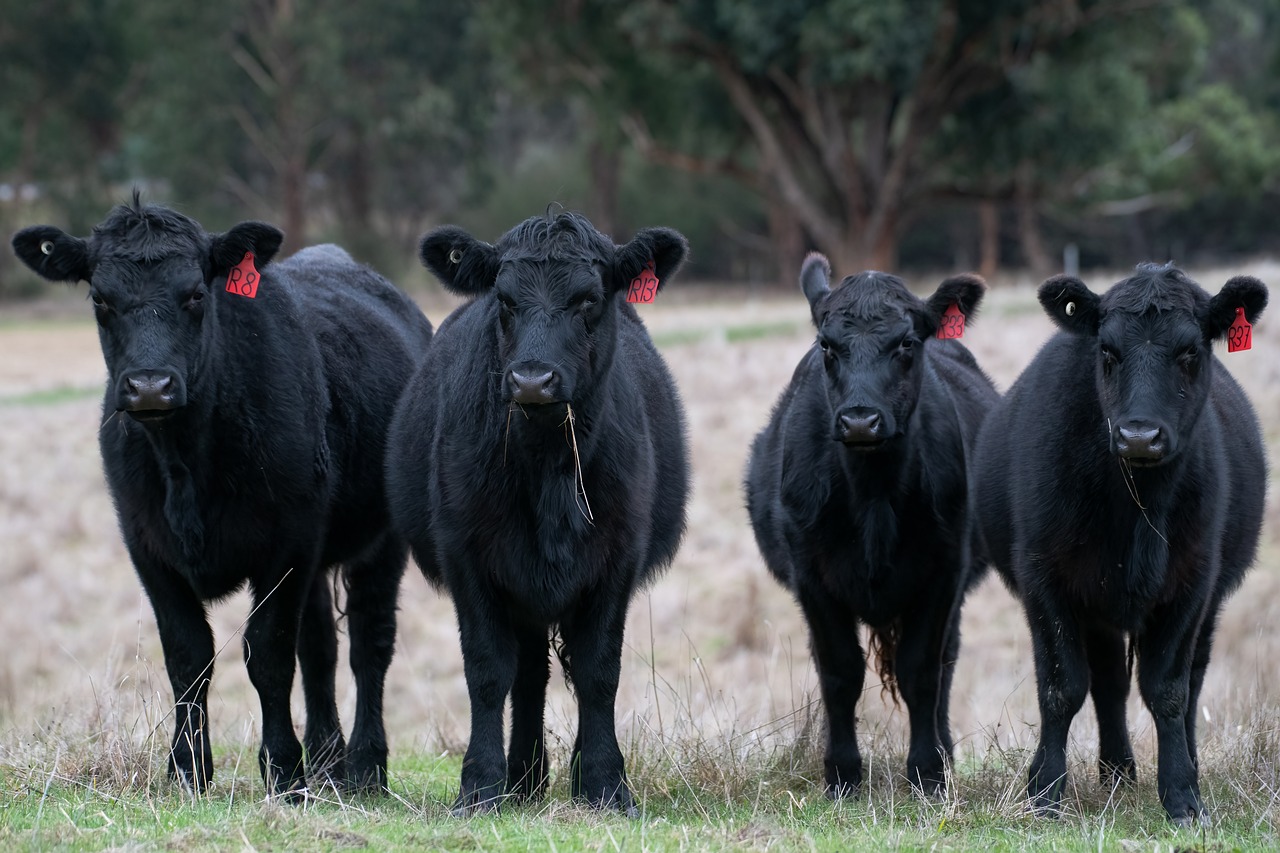 Los valores de las vacas se destacan en esta semana en Cañuelas