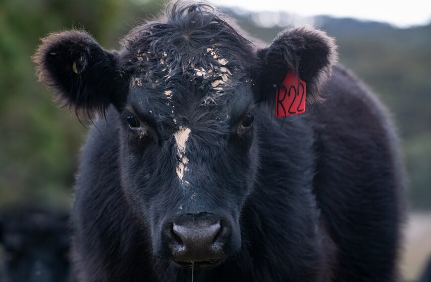 Anuncio de baja de retenciones: los riesgos de discriminar entre vacas y novillos