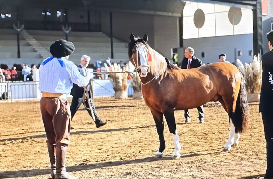 Récord en Palermo 2024: se vendió un caballo criollo en $ 120 millones