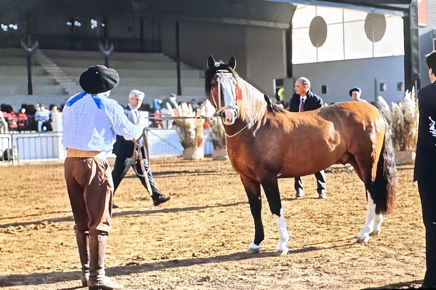 Récord en Palermo 2024: se vendió un caballo criollo en $ 120 millones