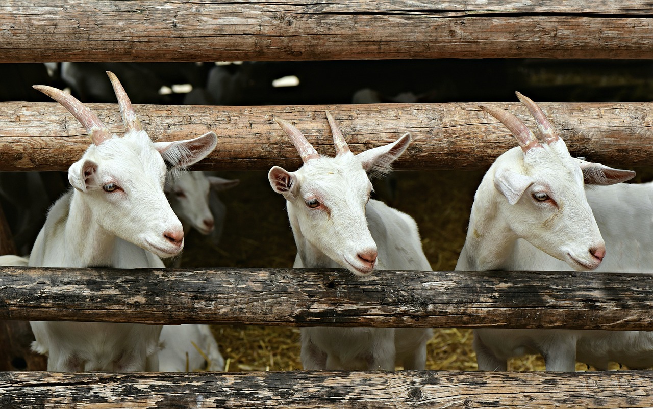 Fertilizantes orgánicos: estudian el uso de guano de cabra y de pollo para mejorar la producción forrajera