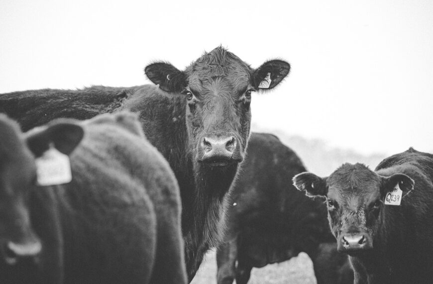 Sabiduría popular aplicada al campo: ¿Sanidad al pie de la madre o andar como bola sin manija?