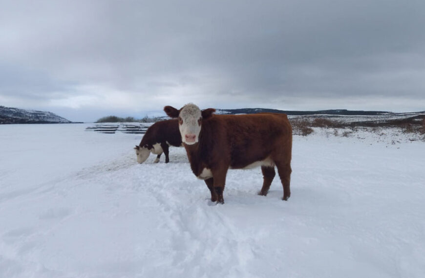 Pautas y recomendaciones para el bienestar animal durante el invierno