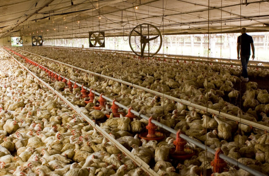 Brasil detectó brote de enfermedad de Newcastle en una granja comercial de aves de corral