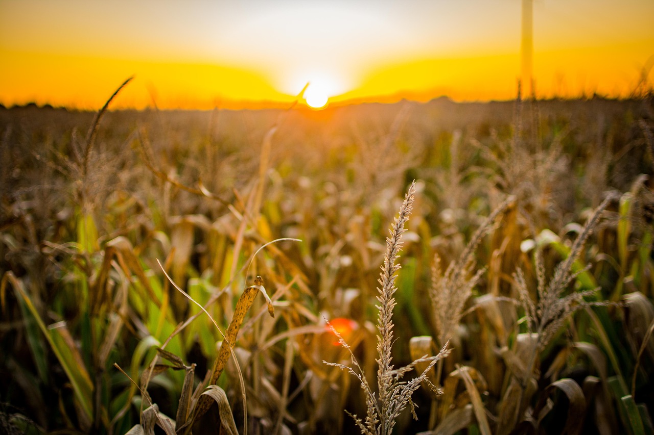 El maíz 2024/25 sigue sumando puntos en contra con un aumento desbocado del precio de los fertilizantes fosfatados