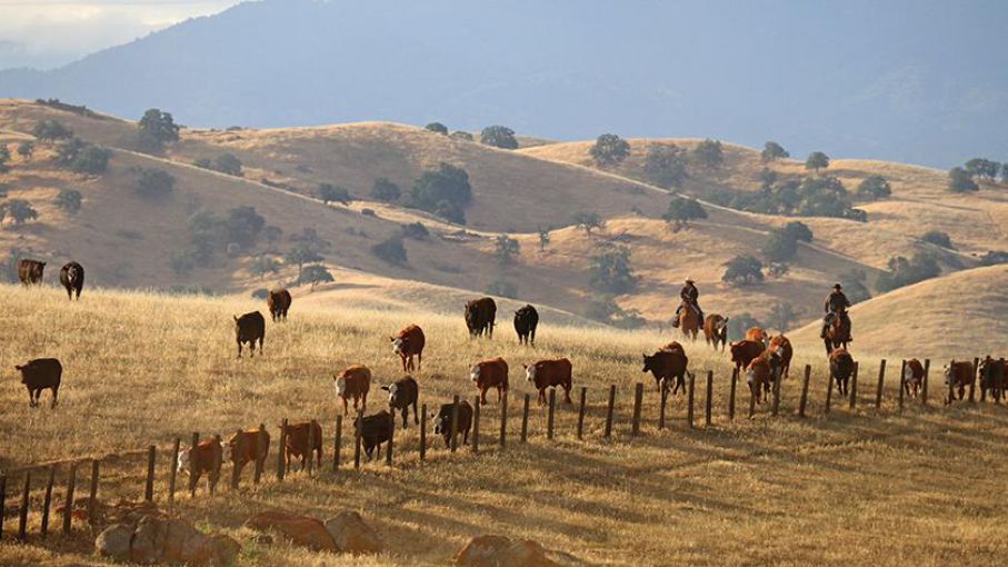 Peligro de extinción: EE.UU ha perdido en 40 años la mitad de sus productores ganaderos